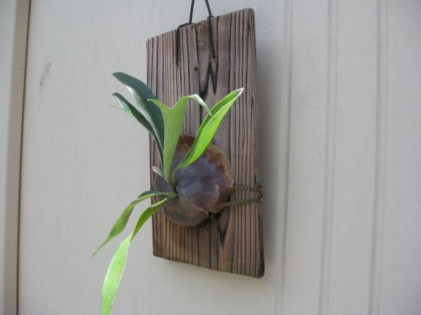 ビカクシダ コウモリラン 焼板付 ビカクシダ コウモリラン 売買されたオークション情報 Yahooの商品情報をアーカイブ公開 オークファン Aucfan Com