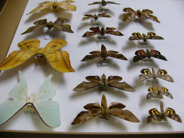 ☆蝶標本☆国産の蛾標本（ヤママユガ、スズメガ、カトカラ）(虫類