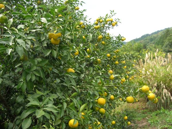 柚子 生ユズ１Ｋｇ 取れたて お届け１０月下旬より_2