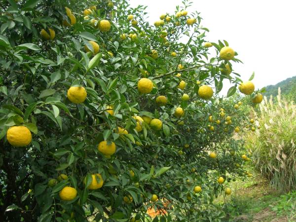 柚子 生ユズ１Ｋｇ 取れたて お届け１０月下旬より_3