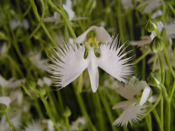 ◆◇山野草　☆サギソウ・鷺草　球根　Ｓ球　５０球◇◆_1