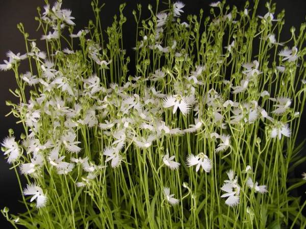 ◆◇山野草　☆サギソウ・鷺草　球根　Ｓ球　５０球◇◆_2