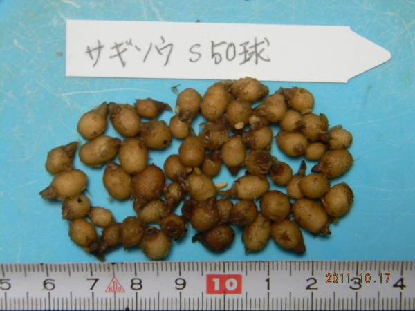 ◆◇山野草　☆サギソウ・鷺草　球根　Ｓ球　５０球◇◆_3