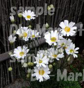 白花除虫菊 種100粒以上 ジョチュウギク虫除け殺虫a 種 売買されたオークション情報 Yahooの商品情報をアーカイブ公開 オークファン Aucfan Com