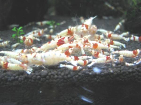 【もうすぐ モスラ】　 ビーシュリンプ　日の丸　進入禁止 20匹_1