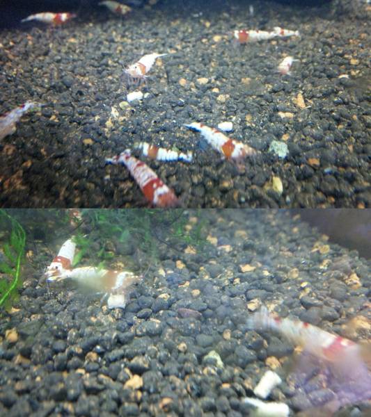 【もうすぐ モスラ】　 ビーシュリンプ　日の丸　進入禁止 20匹_2