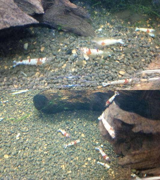 【もうすぐ モスラ】　 ビーシュリンプ　日の丸　進入禁止 20匹_3