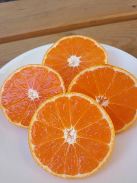 目玉飛び出た１０K送料・箱代無料有田みかん（訳有・・小粒）_1