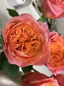 切り花品種のヤフオク の相場 価格を見る ヤフオク の切り花品種のオークション売買情報は675件が掲載されています