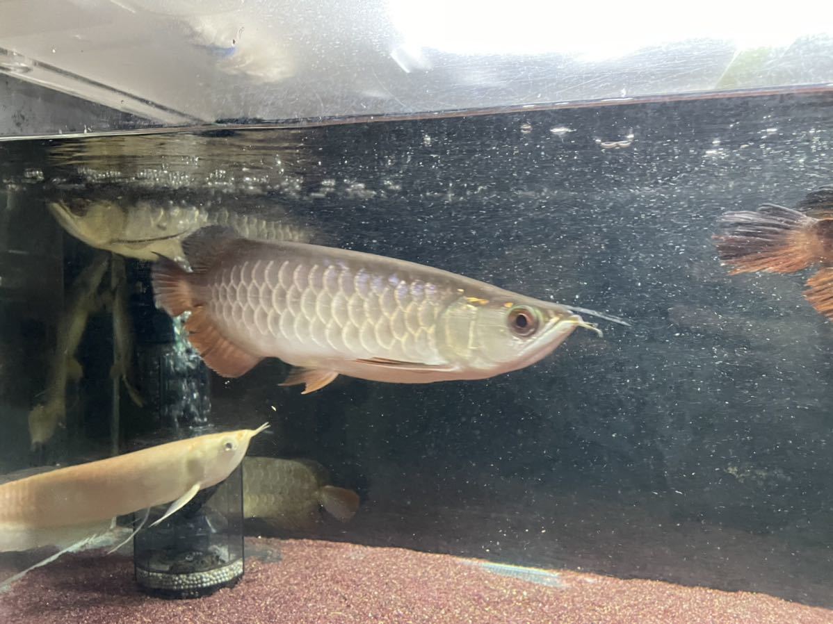 アジアアロワナ 過背金龍 セミショート　±20㎝　バキバキの金質！_2