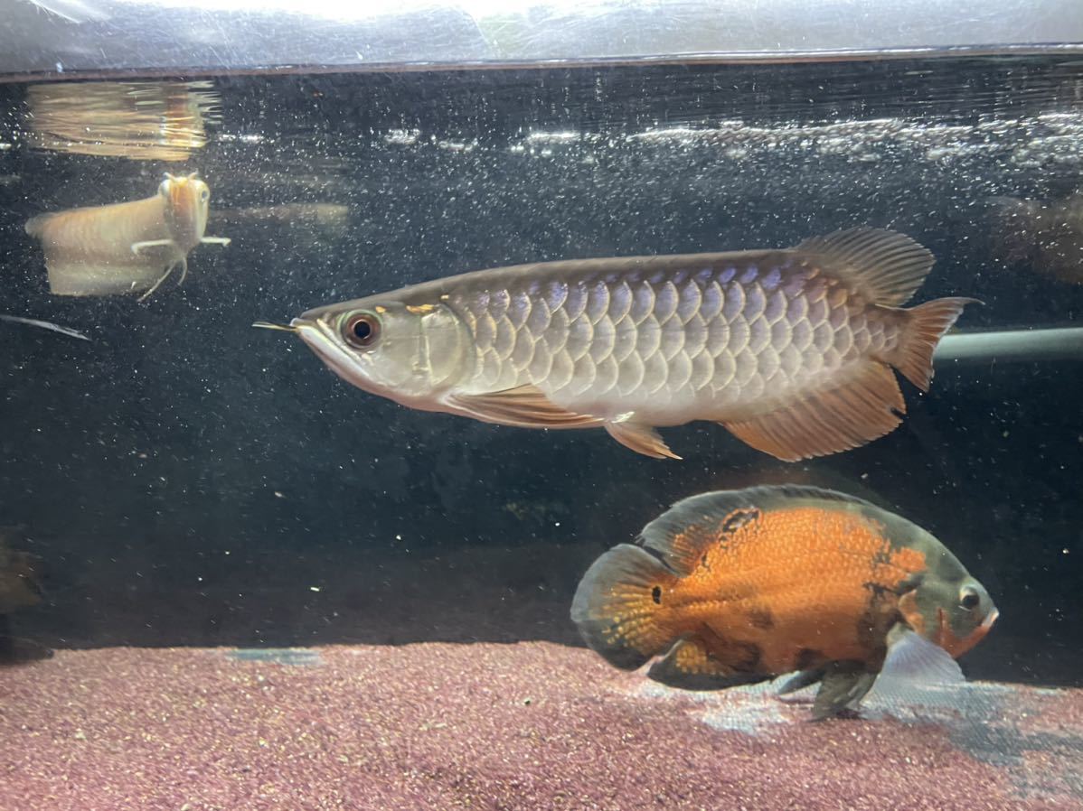 アジアアロワナ 過背金龍 セミショート　±20㎝　バキバキの金質！_4