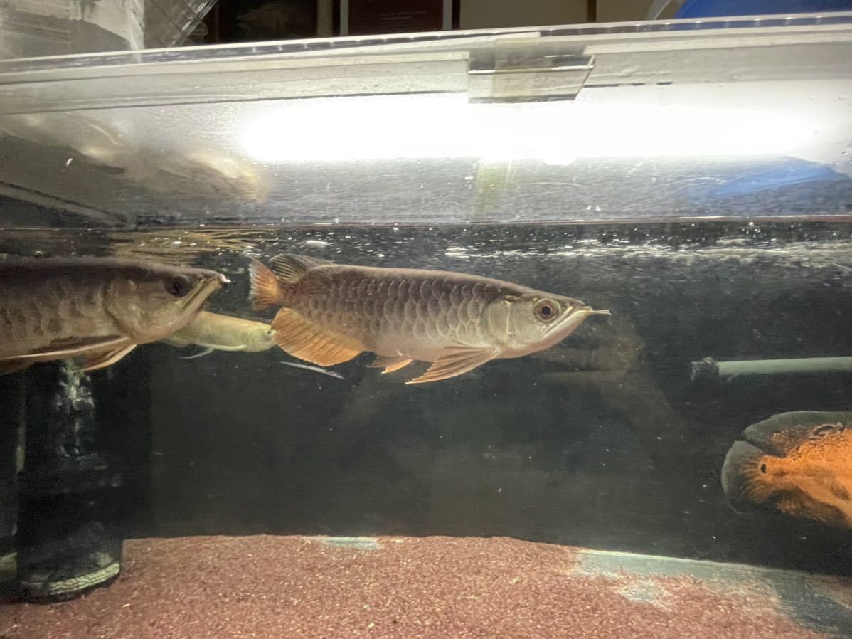 アジアアロワナ 過背金龍 セミショート　±20㎝　バキバキの金質！_6