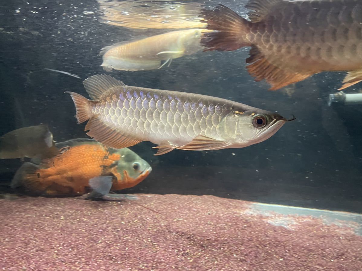 アジアアロワナ 過背金龍 セミショート　±20㎝　バキバキの金質！_7