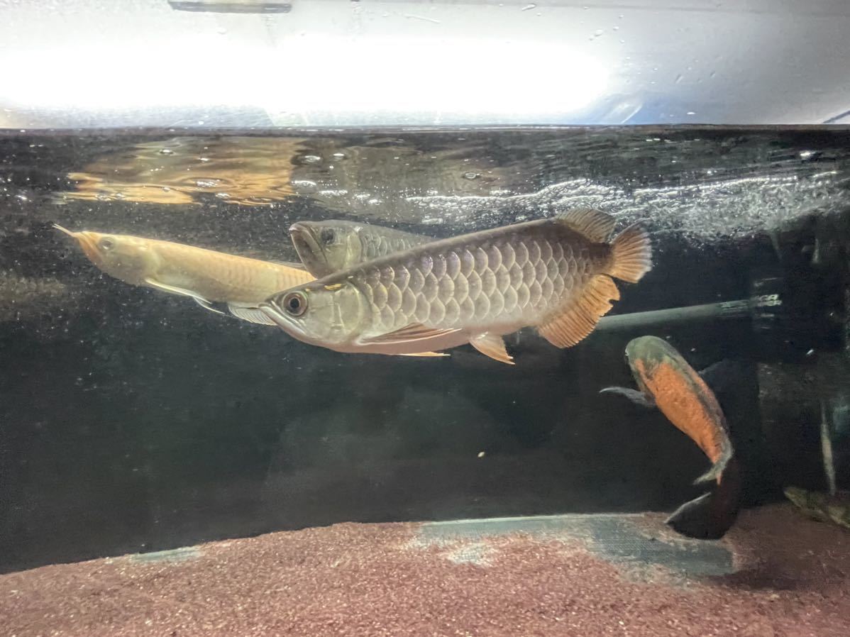 アジアアロワナ 過背金龍 セミショート　±20㎝　バキバキの金質！_8