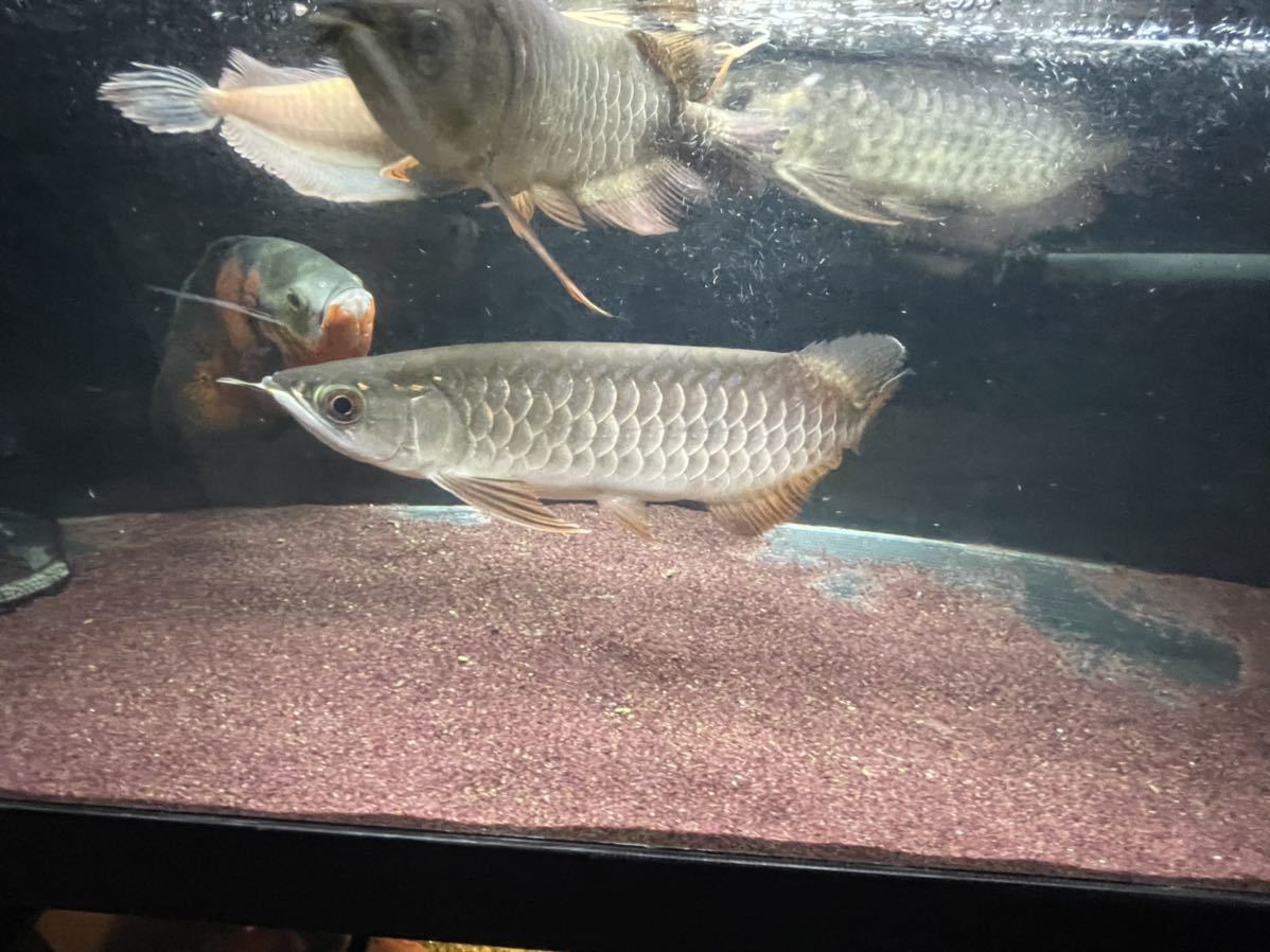 アジアアロワナ 過背金龍 セミショート　±20㎝　バキバキの金質！_9