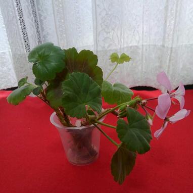 花 園芸 ゼラニウム 苗の価格 値段を見る ヤフオク 等のゼラニウム 苗のオークションの花 園芸売買情報は25件が掲載されています