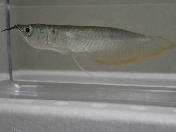 新作 ５から７ｃｍ シルバーアロワナ ３匹 ベビー ８０サイズ関東送料８７３円 即決 生体 熱帯魚 淡水魚 アロワナ Labelians Fr