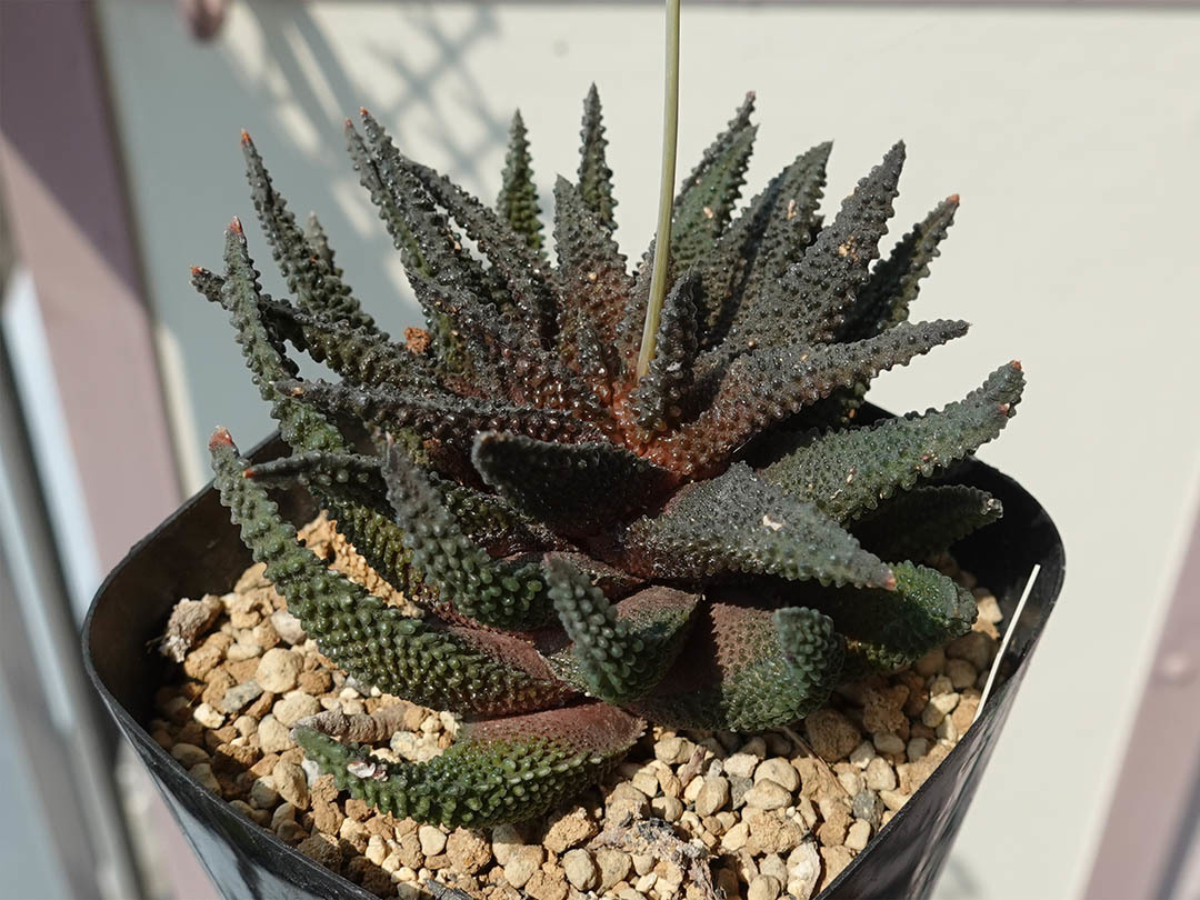ハオルチア ハオルチオプシス スカブラ Haworthiopsis scabra