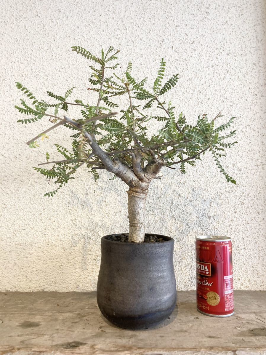 ボスウェリア ネグレクタ Y鉢 検)rawlifefactory RLF agave 多肉植物 invisibleink toky srl 塊根植物 パキポディウム 灌木 パキプス 