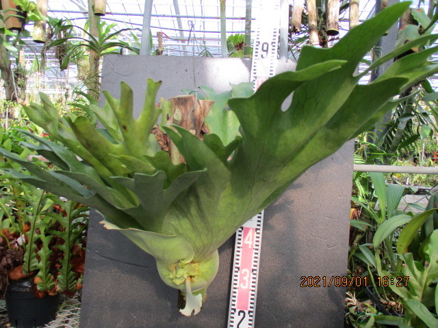 Platycerium holttumii古木着生 ビカクシダ ビカクシダ (403