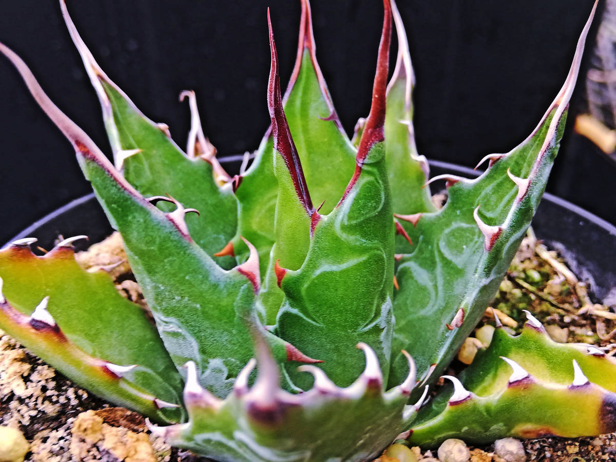 [ぺてぃのお店] アガベ モンタナ Agave montana 'LONG SPINE