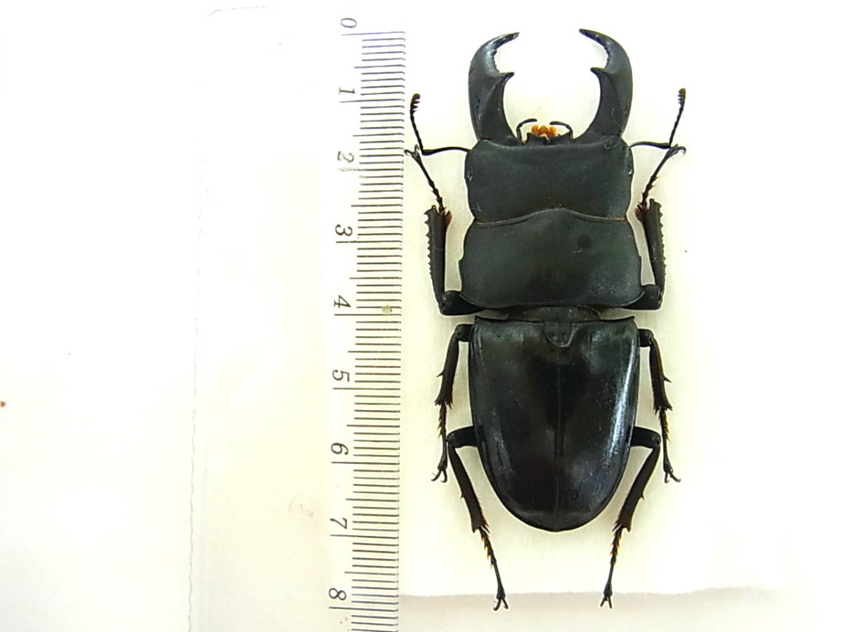 沖縄県 与那国島産サキシマヒラタクワガタ♂ 標本 70㎜の入札履歴 