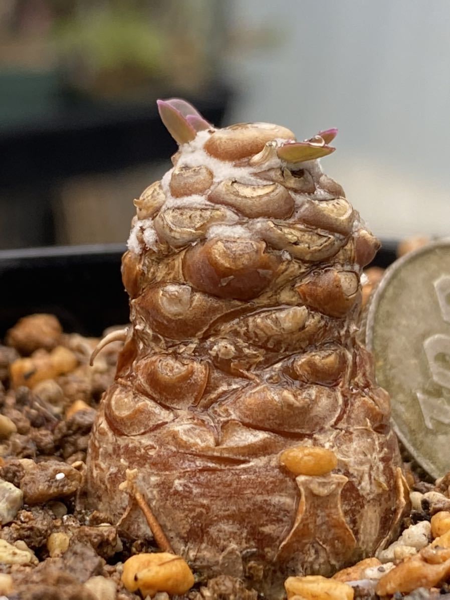 ☆多肉植物☆ ムーンガッデス錦*厚葉*（覆輪）☆エケベリア☆ ムーン