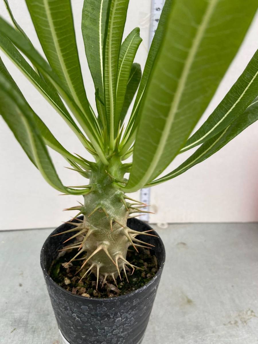 ツ730 【塊根植物・実生】パキポディウム アンボンゲンセ【有望株・種