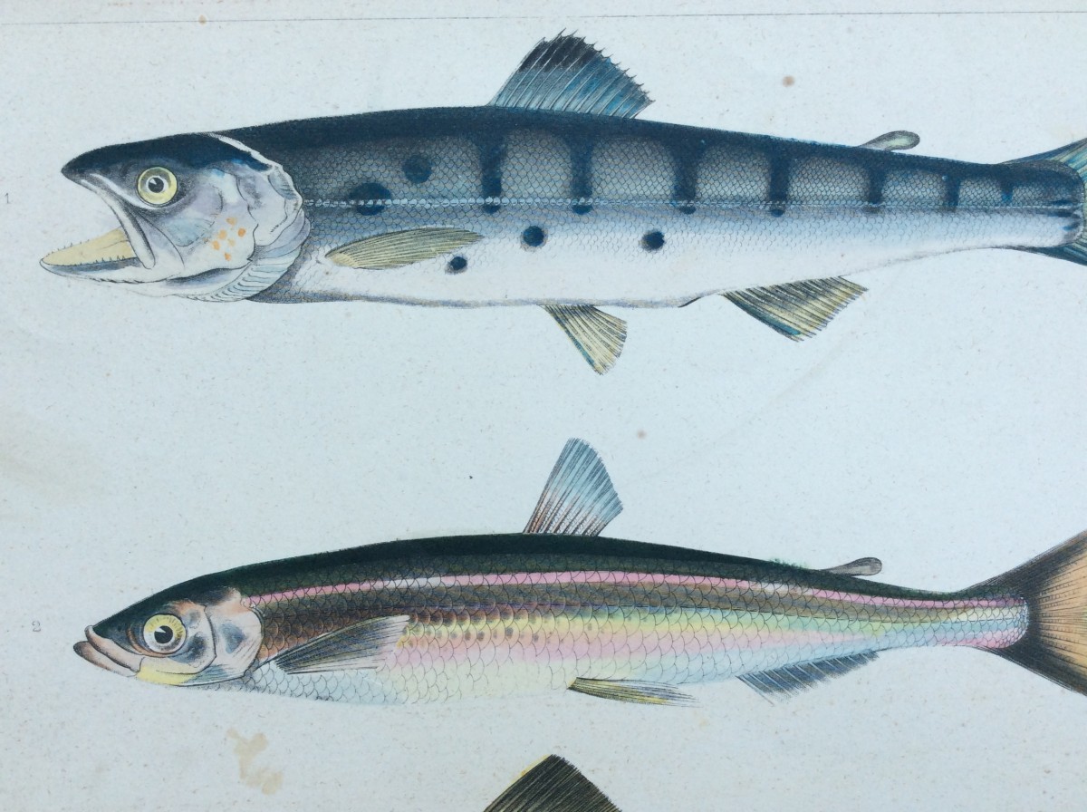 ペリー提督日本遠征記より 魚類 ー函館の鮭 オリジナル石版画 【公式通販】
