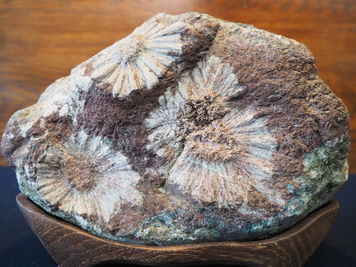 菊花石 菊石 7.16kg 天下の銘石 中村観石園 観賞石 天然石