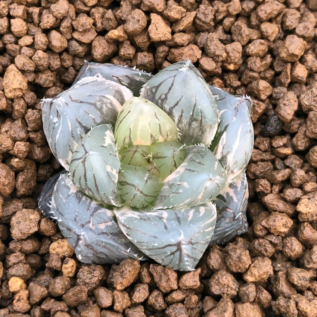 ハオルチア OMオブツーサ錦 ≧∇≦）多肉植物 多肉植物 | 中株 極上斑 