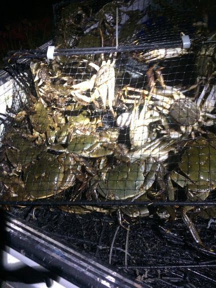 モクズガニ　メス3ｋｇ　100ｇ~110g　大分県　　モクズガニ（検　上海ガニ、ツガニ　ズガニ　9/23