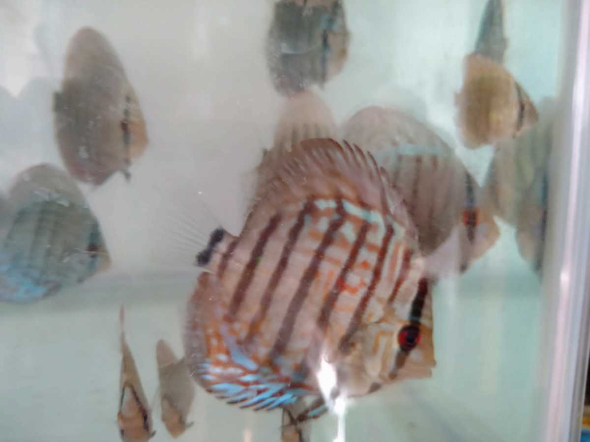 ディスカス 熱帯魚 生体 青系・おまかせ3匹セット 赤系ディスカス 