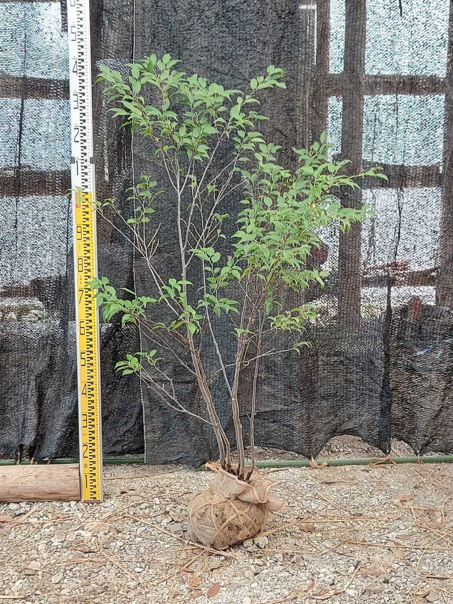 ☆ハイノキ株立ち 樹高120㎝☆ 山採り・移植物 No.93 山採り