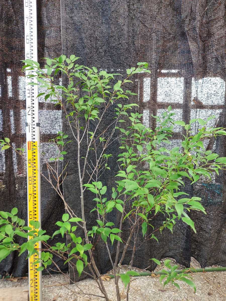 美しい樹形が魅力的 山採り ハイノキ 株立 710 樹高2.2m位 高級樹