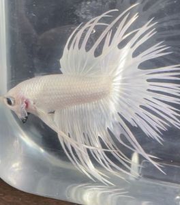 テール クラウンのヤフオク の相場 価格を見る ヤフオク のテール クラウンのオークション売買情報は697件が掲載されています