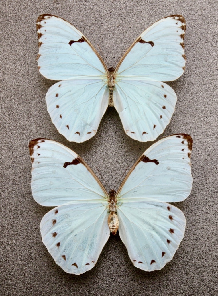 蝶オオイチモンジ国産標本 北海道上川町三国峠付近♀ 蝶標本