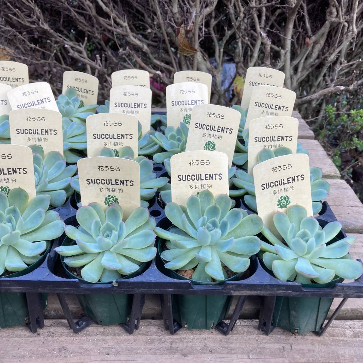 魅惑の多肉植物 数量２ エケベリア 花うらら 10鉢セット 苗 売買されたオークション情報 Yahooの商品情報をアーカイブ公開 オークファン Aucfan Com