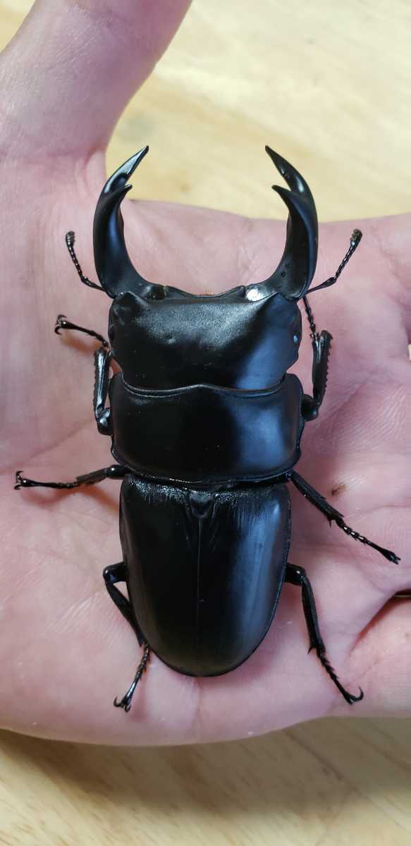 国産オオクワガタ 能勢YG ペア ♂80.8mm ♀52.1mm Yahoo!オークション