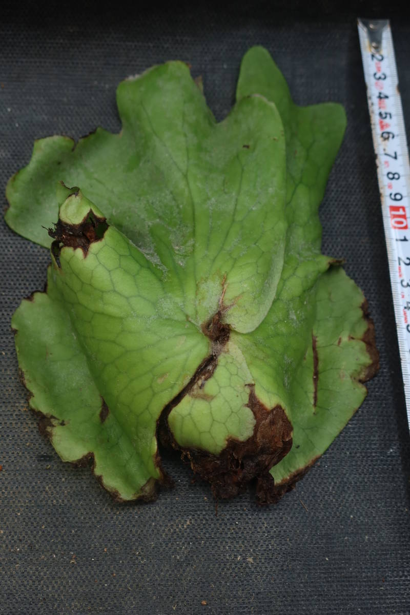 （◎＿◎；）★ビカク野郎★Platycerium holttumii★wild★★★★