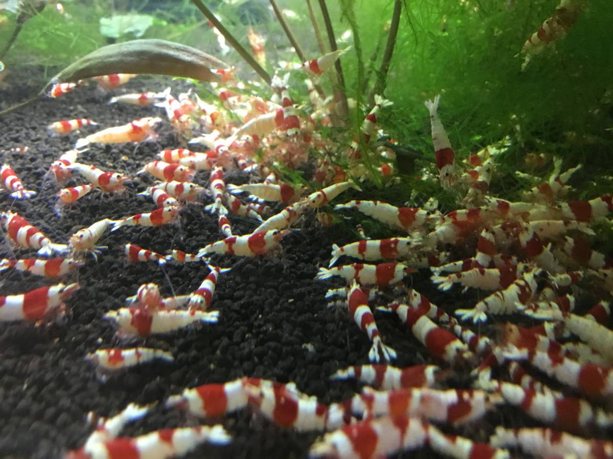 PILILANI-SHRIMP] レッドビーシュリンプこの水槽から20+α