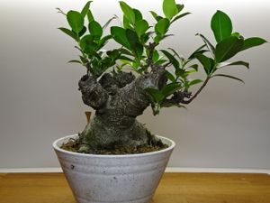 ガジュマルのヤフオク の相場 価格を見る ヤフオク のガジュマルのオークション売買情報は113件が掲載されています