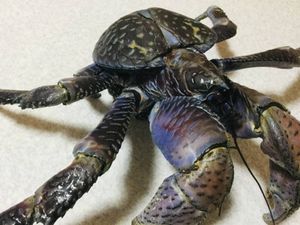 ヤシガニのヤフオク の相場 価格を見る ヤフオク のヤシガニのオークション売買情報は42件が掲載されています