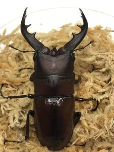 ノコギリクワガタのヤフオク の相場 価格を見る ヤフオク のノコギリクワガタのオークション売買情報は945件が掲載されています