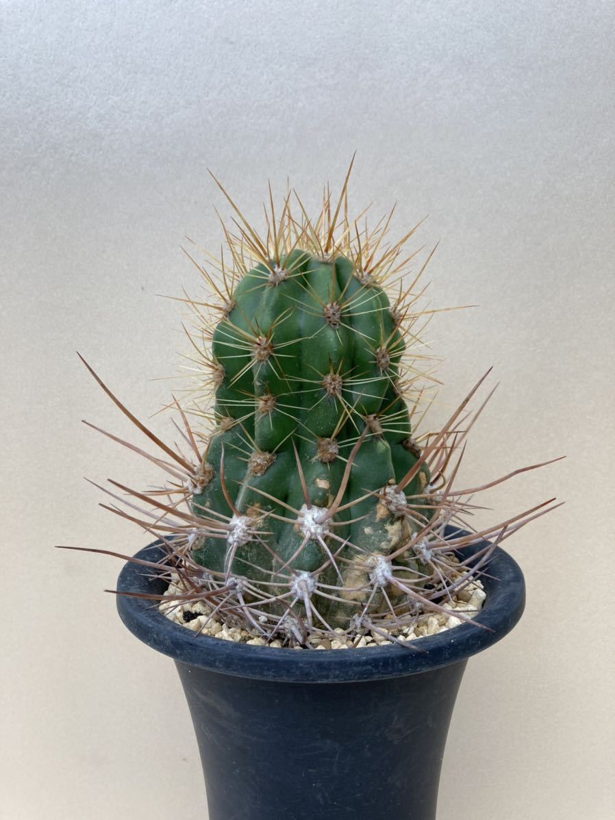 トリコセレウス トリコケレウス trichocereus サボテン 柱サボテン