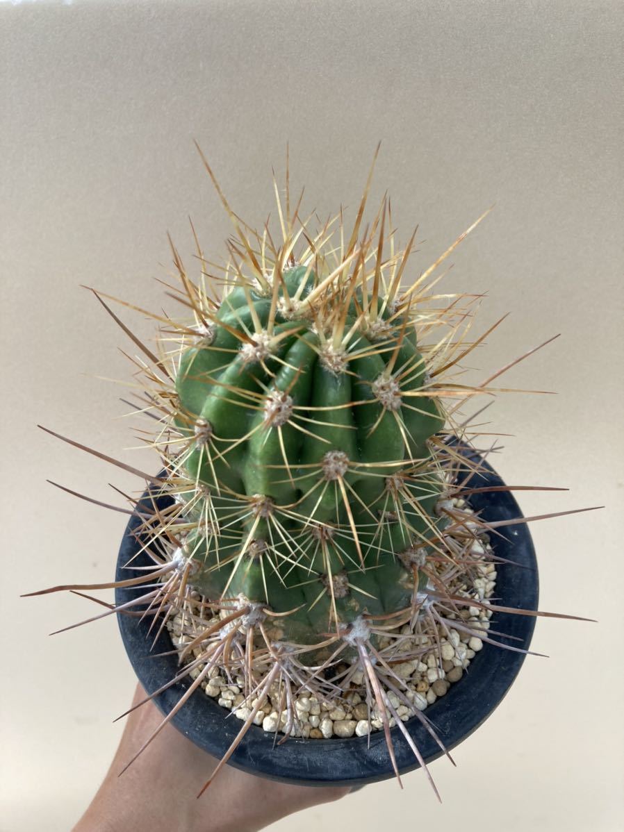 トリコセレウス トリコケレウス trichocereus サボテン 柱サボテン