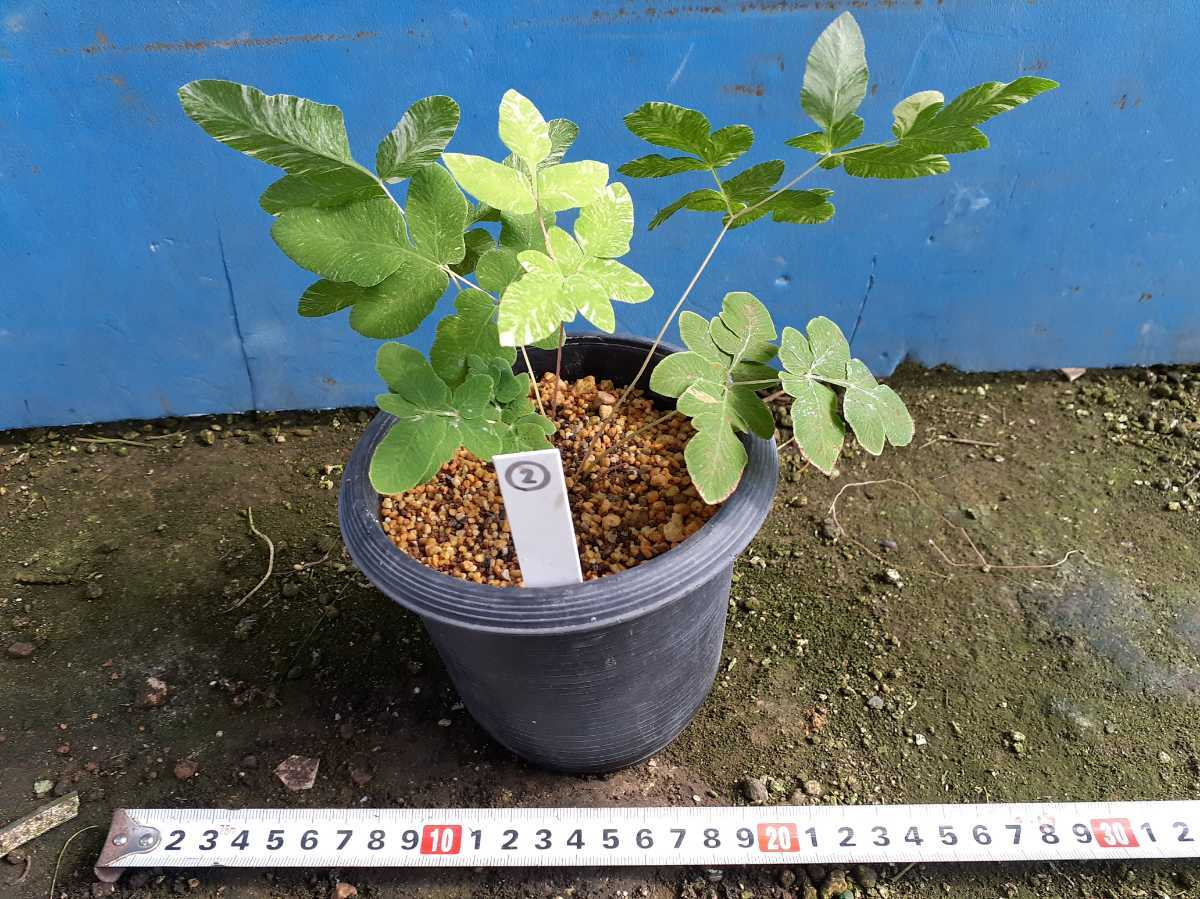 山野草　斑入り　ゼンマイ　雪白柄②