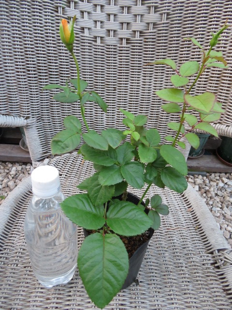 希少・切り花種・流通なく入手難・変化ある絞り＊カラホ挿し木苗蕾付き