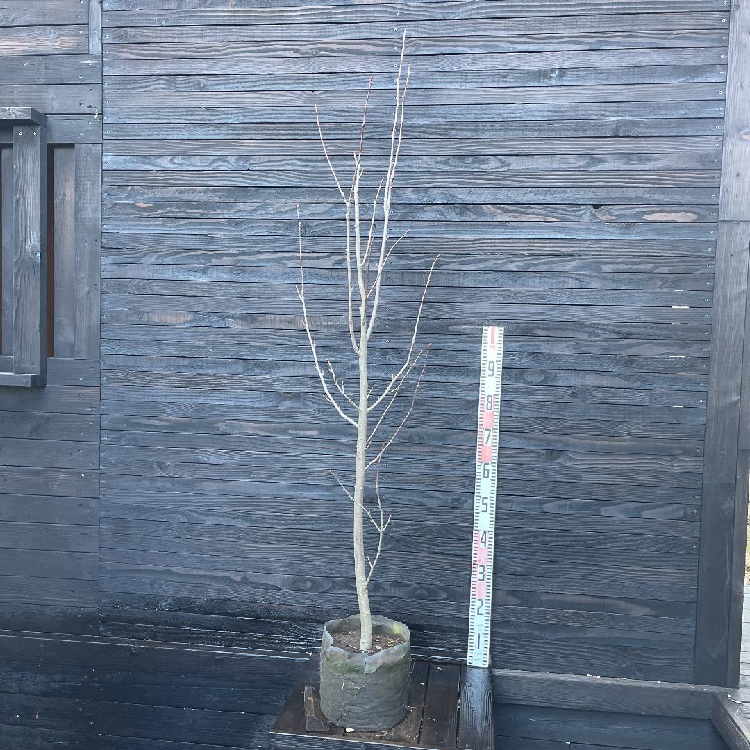 の通販公式 ナナカマド・大株現品管理935 園芸ネット本店 | ナナカマド