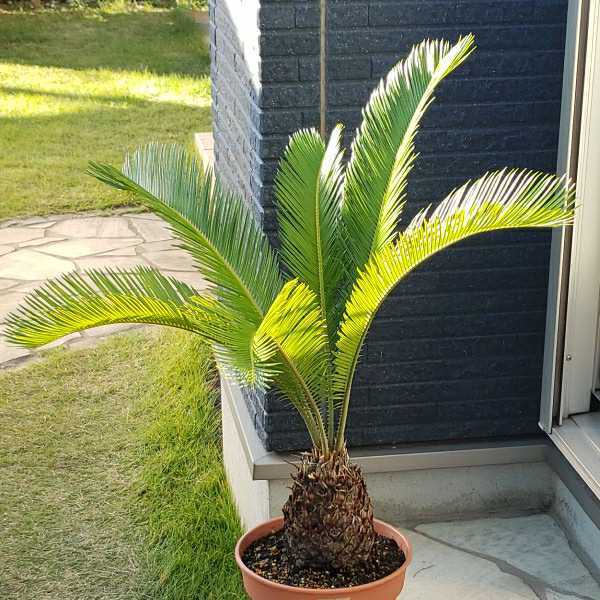 ②大型ソテツ 植木 庭園観賞用 ガーデニング 常緑樹 ②大型ソテツ 植木 庭園観賞用 ガーデニング 常緑樹 ソテツ